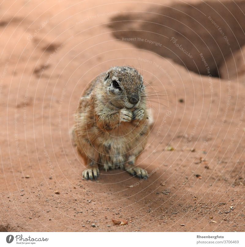 niedliches zimtbraunes Kap-Borstenhörnchen kap borstenhörnchen xerus inauris fell erdhörnchen afrika zoo baun schwanz tier nagetier wüste halbwüse lebensraum