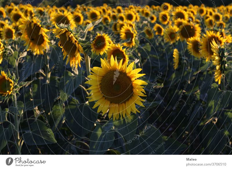 Gelbe Sonnenblume in einem Feld auf grünem Hintergrund Ackerbau schön Überstrahlung Blüte blau botanisch hell kreisen Nahaufnahme Cloud farbenfroh Farben Land