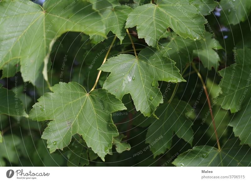 Grüne Blätter mit Feuchtigkeitstropfen nach Regen danach Hintergrund schön hell schließen Nahaufnahme Farbe Tau Tautropfen Tröpfchen Tropfen Umwelt Flora