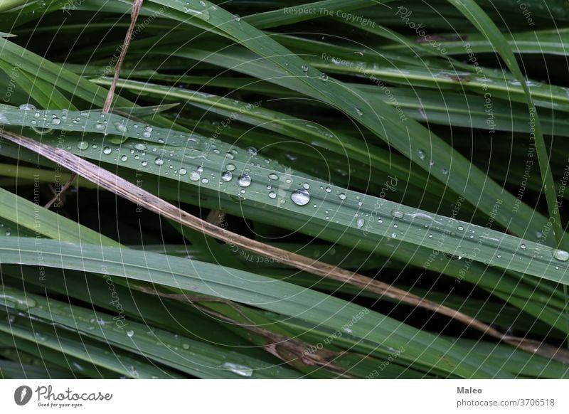 Grünes Gras ist mit Morgentautropfen bedeckt grün Umwelt Frische Natur Frühling hell Tau Garten Wachstum Tropfen Nahaufnahme Makro Sommer nass Hintergrund