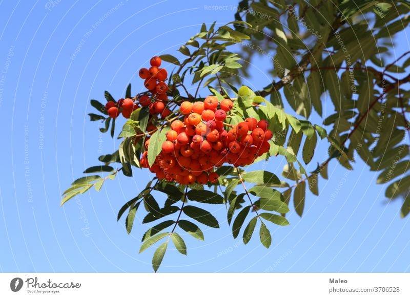 Rote Vogelbeeren auf den Zweigen des Vogelbeerbaums Asche Aschbeere Herbst Hintergrund Beeren botanisch Ast hell braun Haufen Buchse Farbe Laubwerk Wald Frucht