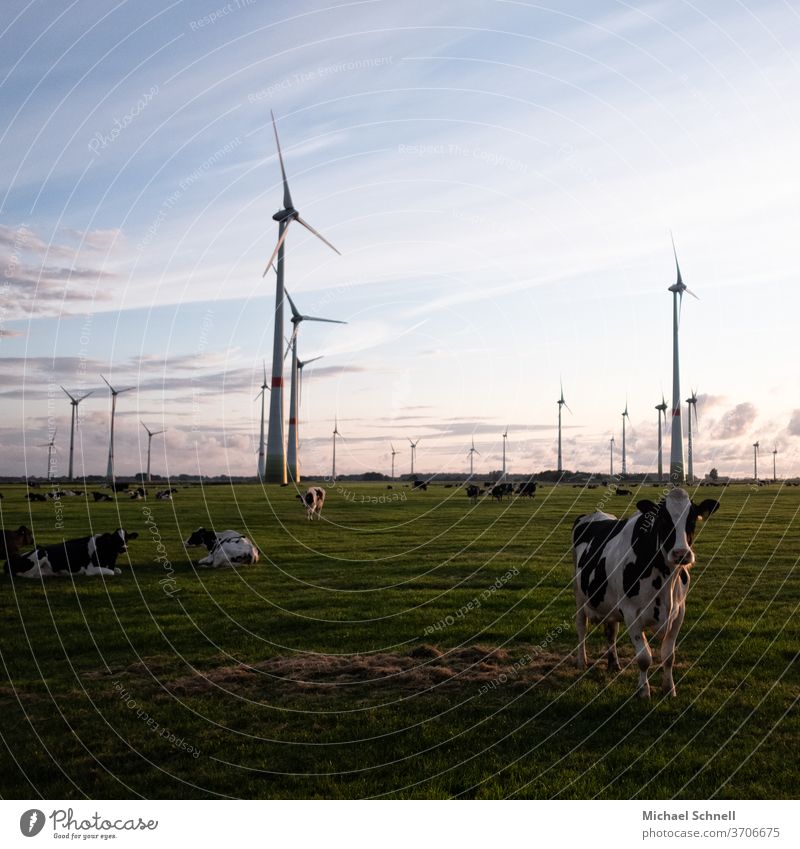 Kühe und Windräder Kuhherde Natur Außenaufnahme Nutztier Wiese Farbfoto Tier Weide Menschenleer Herde Tiergruppe Tag Landleben Windrad Stromerzeugung