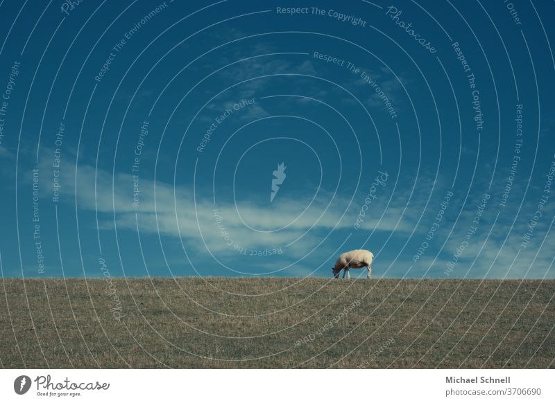 Fressendes Schaf auf einem Damm an der Nordsee Tier Außenaufnahme Natur Farbfoto Menschenleer Tag Einsam allein alleinstehend Nutztier Landschaft