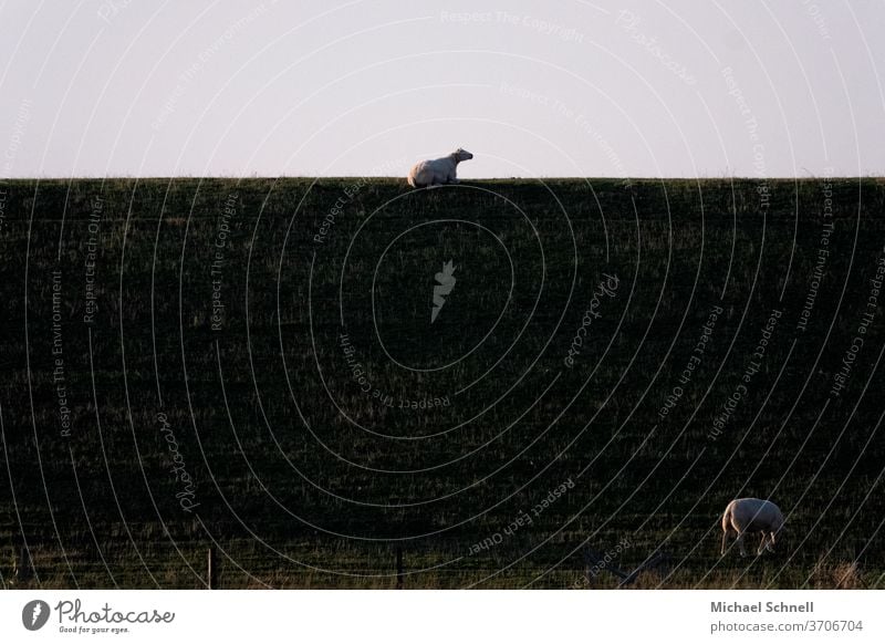 Zwei Schafe an und auf dem Damm an der Nordsee Außenaufnahme Natur Landschaft Farbfoto Menschenleer Sommer Nutztier Tag Fressen ruhen ausruhen ausruhend