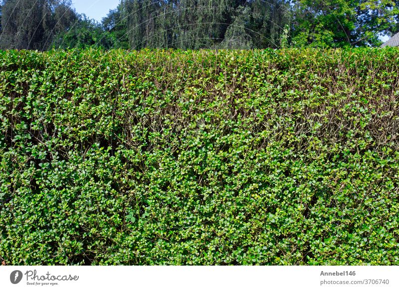 Grüne Hecke mit blauem Himmel und Bäumen im Hintergrund, Nahaufnahme eines Heckenheimgartens in der sommerlichen Natur grün Sommer Gras Pflanze Garten natürlich