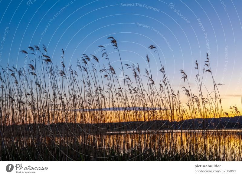 Abendstimmung am See Sonnenuntergang Schilf Ufer Wasser Himmel Farbe Spiegelung Horizont Hügel Pflanze Reflexion & Spiegelung Außenaufnahme Landschaft ruhig