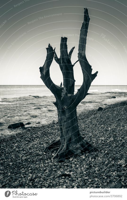 Baumstamm am Strand Meer Äste stehend aufrecht Stehen Wellen Kies tot Himmel Horizont Küste Natur Menschenleer Wasser Außenaufnahme Landschaft Textfreiraum oben