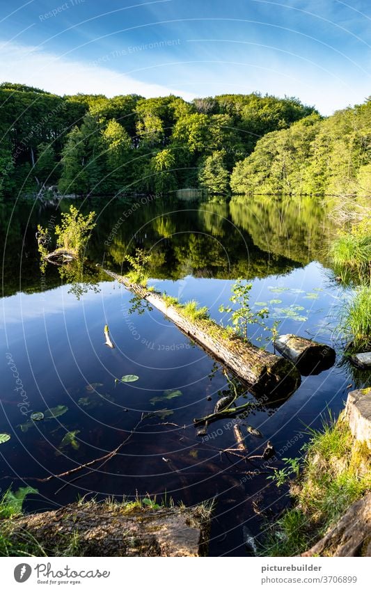 Baumstamm im Waldsee See Weiher Ufer Wasser Spiegelung Himmel Natur Pflanzen grün schwimmend Tag Frühling Ruhe menschenleer Landschaft Idylle Teich blau