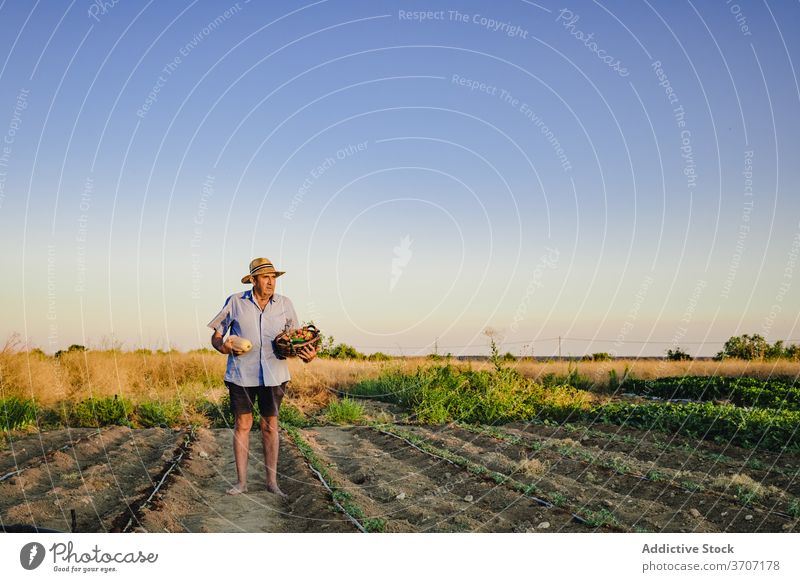 Senior männlicher Gärtner mit Korb der Ernte Landwirt Mann Dorf Landschaft Garten Bett gealtert Ackerbau organisch Lebensmittel reif Saison natürlich grün