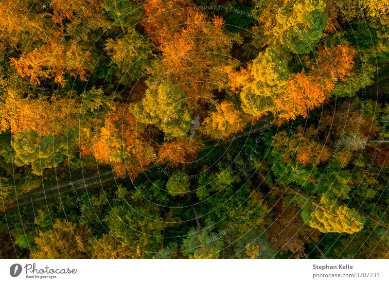 Draufsicht auf farbenfrohe Bäume in der Herbstsaison, Schönheit in der Natur. Baum Wald Farben fallen Blatt Straße kampfstark Nizza Dröhnen beeindruckend rot