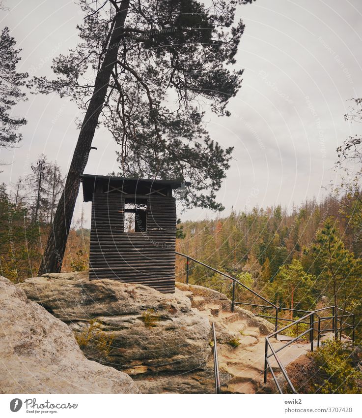 Junggesellenbude Elbsandsteingebirge Sachsen Wald Hütte Natur Landschaft Außenaufnahme Sächsische Schweiz Menschenleer Umwelt Idylle Deutschland Sommer Himmel