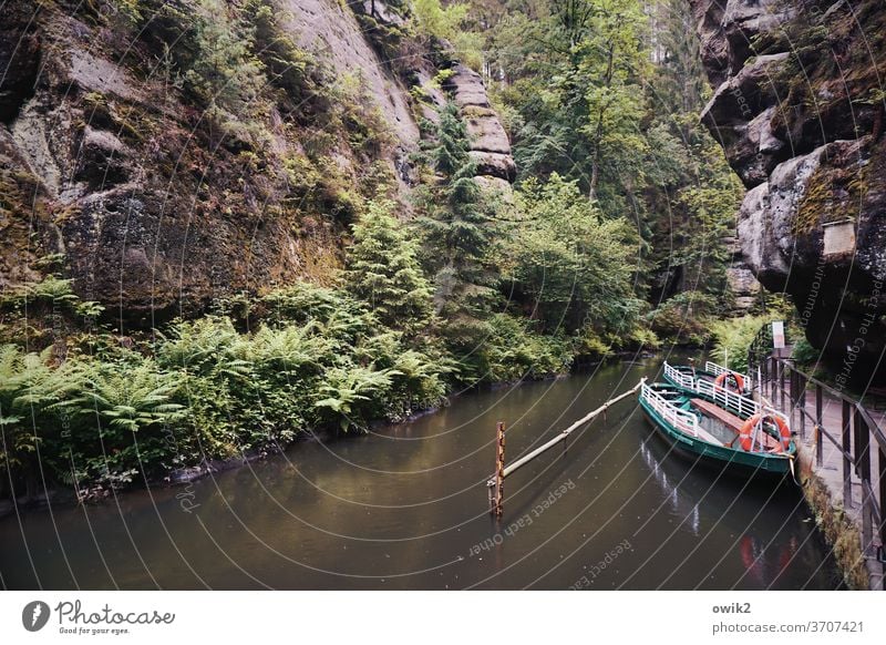 Grenzverlauf Elbsandsteingebirge Kirnitzschtal Sachsen Ostdeutschland Wald Bach Landschaft Natur Schlucht Flusslauf Berge u. Gebirge Felsen Außenaufnahme