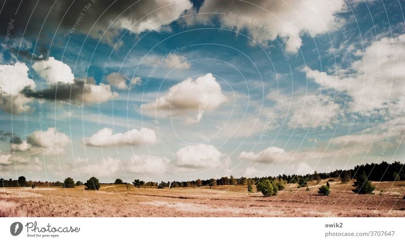 Heide bei Lüneburg Panorama (Aussicht) Außenaufnahme Farbfoto Naturschutzgebiet Erholung Idylle Lüneburger Heide Wacholder Heidekrautgewächse Wildpflanze