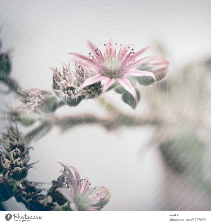 Gemeiner Hauswurz Dickblattgewäche Pflanze Sukkulenten Nahaufnahme Blatt Blüte Natur grün Farbfoto Botanik Gedeckte Farben Detailaufnahme