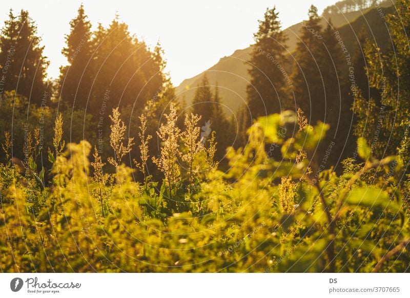 Grünes Gras mit magischem Licht und Schönheit der Natur bei Sonnenuntergang Fotos landwirtschaftlicher Felder Hintergrundfotos Fotos von Schönheit in der Natur