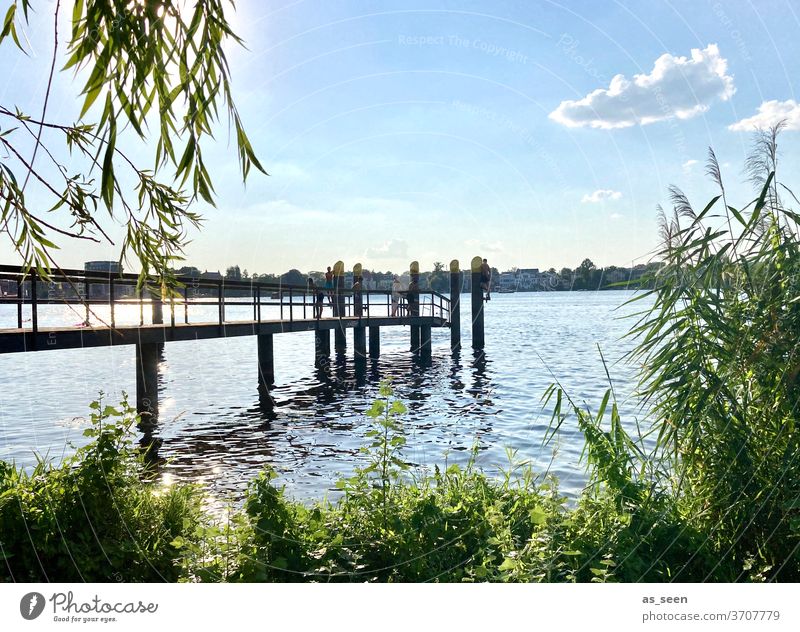 Am See Ufer Wasser Himmel Wolke Steg Schilf Potsdam Havel Tiefer See Bootssteg Natur Landschaft Außenaufnahme Farbfoto Seeufer Menschenleer ruhig