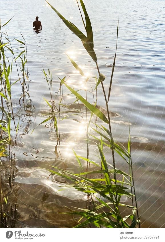 Am Seeufer Ufer Wasser Himmel Wolke Schilf Natur Landschaft Außenaufnahme Farbfoto Menschenleer ruhig Reflexion & Spiegelung Idylle Erholung Umwelt