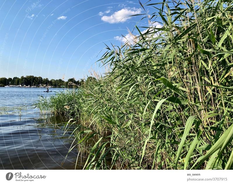 Am Seeufer Ufer Wasser Himmel Wolke Schilf Potsdam Havel Tiefer See Natur Landschaft Außenaufnahme Farbfoto Menschenleer ruhig Reflexion & Spiegelung Idylle