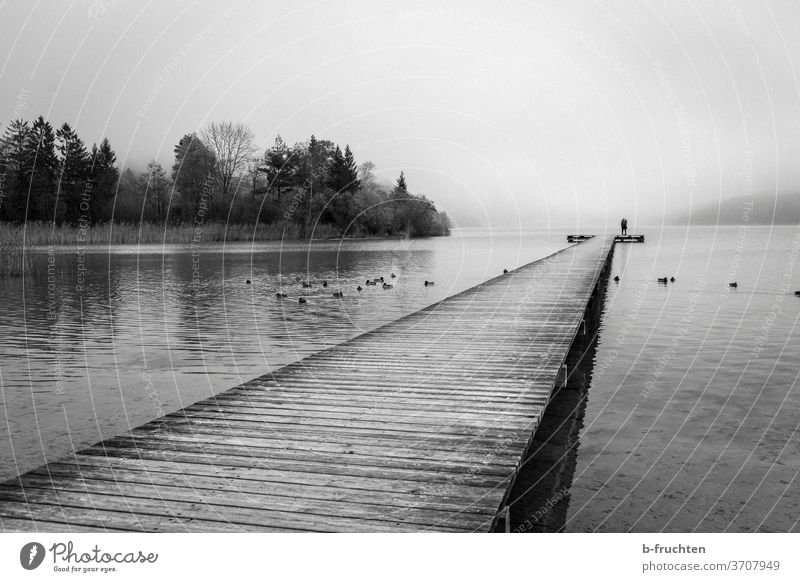 Holzsteg mit Liebespaar. Nebel am See Steg Natur Wasser Landschaft Seeufer ruhig Umwelt Wasseroberfläche Stimmung Idylle Morgen Schwarzweißfoto Enten Österreich