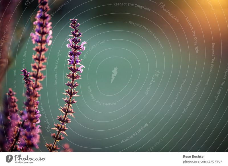 Lavendel im Abendlicht Natur Außenaufnahme Pflanze Farbfoto Sommer violett Blüte Blühend Heilpflanzen Duft Textfreiraum rechts