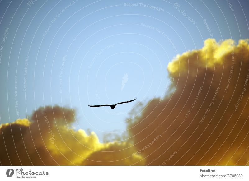 Flug durch die vom Sonnenuntergang beleuchteten Wolken fliegen Vogel Möwe Himmel blau Freiheit Tier Flügel Außenaufnahme Natur Luft Farbfoto Tag Wildtier