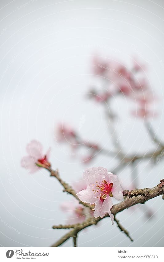 Kirschblüte Dekoration & Verzierung Feste & Feiern Valentinstag Muttertag Natur Pflanze Himmel Frühling Sommer Garten Park Blühend exotisch schön rosa