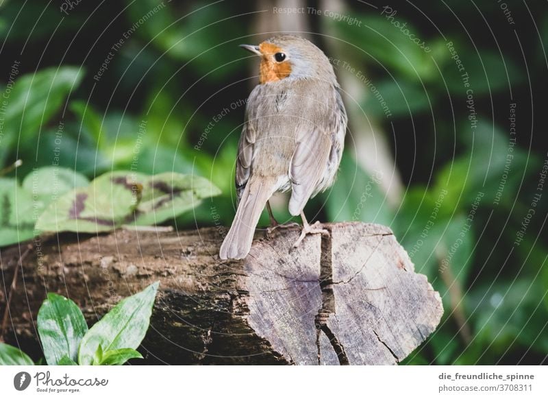 Rotkehlchen auf den Azoren Fink Vogel klein Baum Tier Natur Außenaufnahme Farbfoto sitzen niedlich Schnabel Feder Federvieh Tierporträt wild braun Ast Zweig