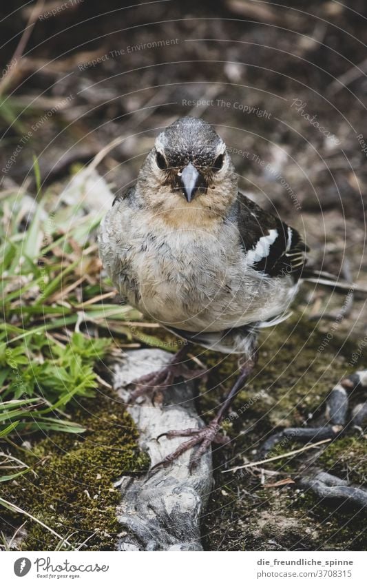 Buchfink auf den Azoren Azoren-Buchfink Fink Vogel Tier Tierportrait niedlich klein Farbfoto Natur Außenaufnahme Tierporträt Nahaufnahme Baum