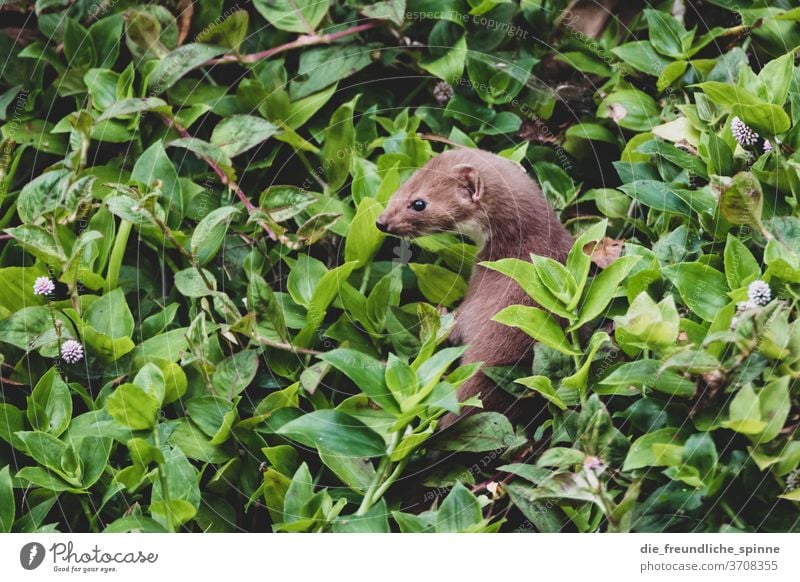 Mauswiesel auf den Azoren Frettchen Marder Tier Wildtier Farbfoto Tag Außenaufnahme Natur niedlich Fell Tierporträt Nagetiere Neugier Umwelt Menschenleer klein