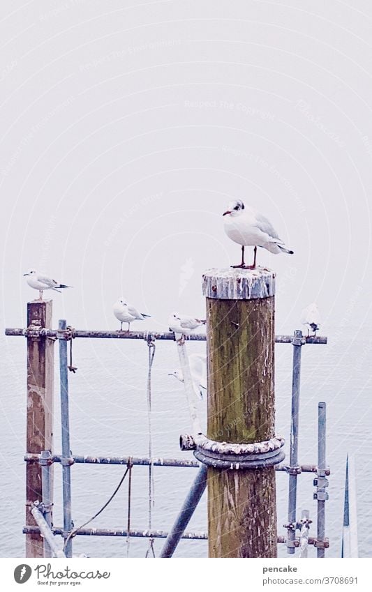 pole position Möwe Meinungsforscher Hafen Bodensee Sommer Anleger sitzen Außenaufnahme Vogel Wasser Seeufer Himmel Gedeckte Farben Landschaft