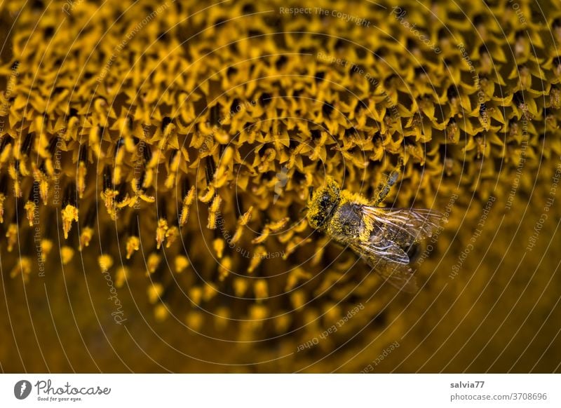 lebensnotwendig | Bienen Natur Blume Sonnenblume Pflanze Blüte Pollen Nektar Insekt Honigbiene Sommer gelb fleißig Duft Garten Blühend bestäuben Makroaufnahme