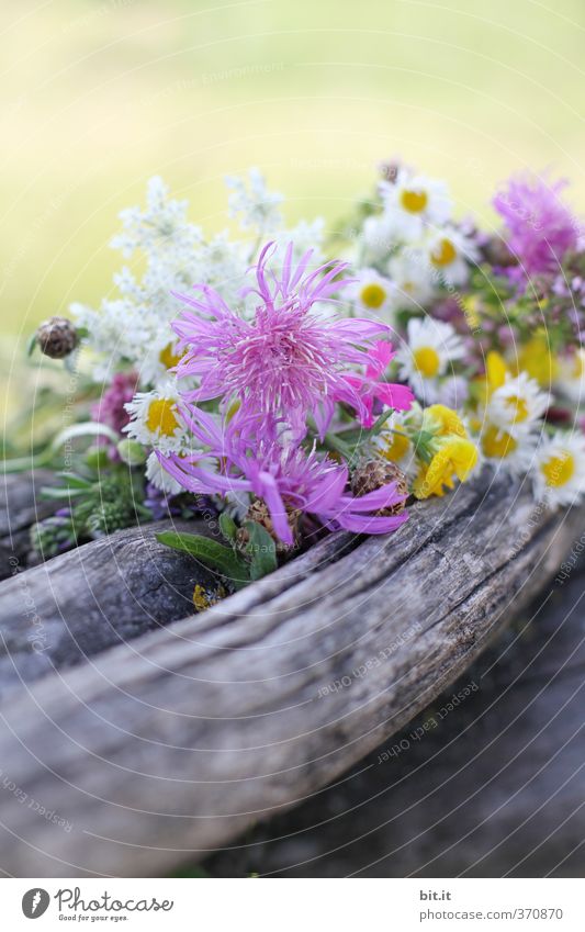 Wildblumen Ferien & Urlaub & Reisen Ausflug Feste & Feiern Valentinstag Muttertag Hochzeit Geburtstag Umwelt Natur Pflanze Frühling Sommer Herbst Garten Park