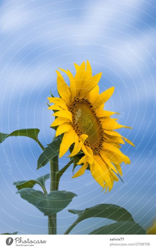 Sommer ade Sonnenblume Blüte Blume Pflanze Blütenblatt Blühend Nahaufnahme schön sonnig natürlich Garten Außenaufnahme gelb blau Farbfoto Natur Nutzpflanze