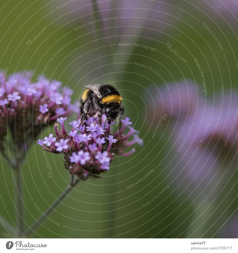 dicker Brummer Naur Hummel Blume Verbene Blüte Insekt Tier Pflanze Makroaufnahme Sommer Erdhummel Nahaufnahme Schwache Tiefenschärfe grün lila