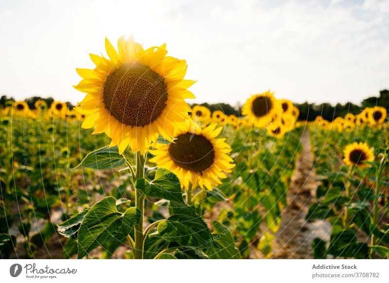 Blühende Sonnenblumen im Sommerfeld Feld Blütezeit gelb Landschaft Natur Ackerbau Umwelt Blume malerisch riesig ländlich Saison Pflanze Bauernhof Flora hell