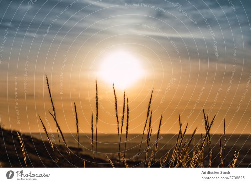 Getreidegras im Sommerfeld Feld Spikelet golden Natur Spitze Gras Müsli Weizen Pflanze wachsen trocknen Saison Umwelt Ackerbau Wachstum Bauernhof Korn Flora