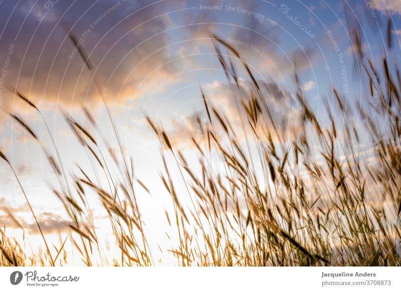 Getreide weht im Wind bei Sonnenuntergang Pflanze Weizenfeld wehen Gras Halm Sommer Natur sommerlich Sommertag Landwirtschaft Ernte Feldfrüchte Kornfeld