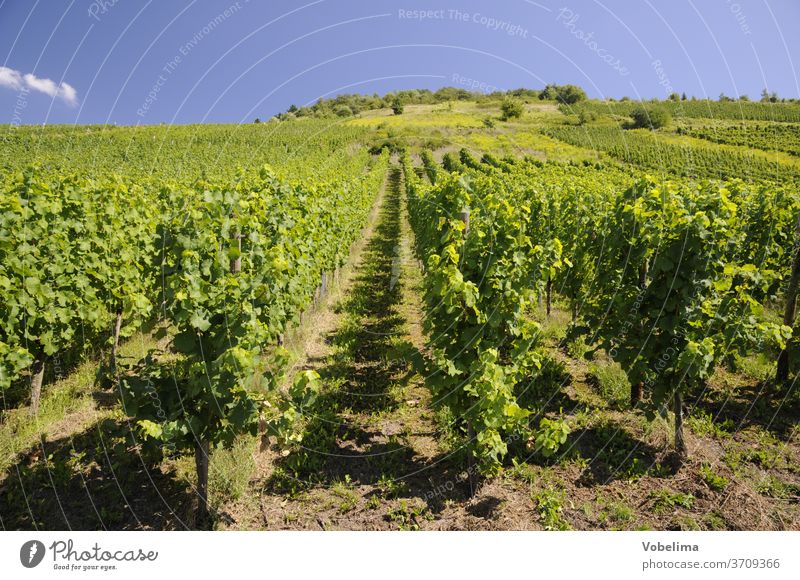 Weinberg weinberge Rebell reben Landwirtschaft Himmel Wolke Sommer weinanbau weingebiet Mosel rebberg wengert wingert weinbau