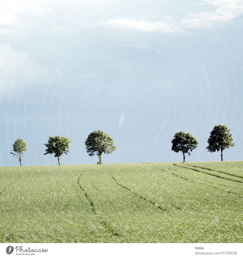 Baumgrenze baum bäume himmel acker landwirtschaft horizont baumgrenze wolken sonnig hell grün natur wachsen landschaft 5