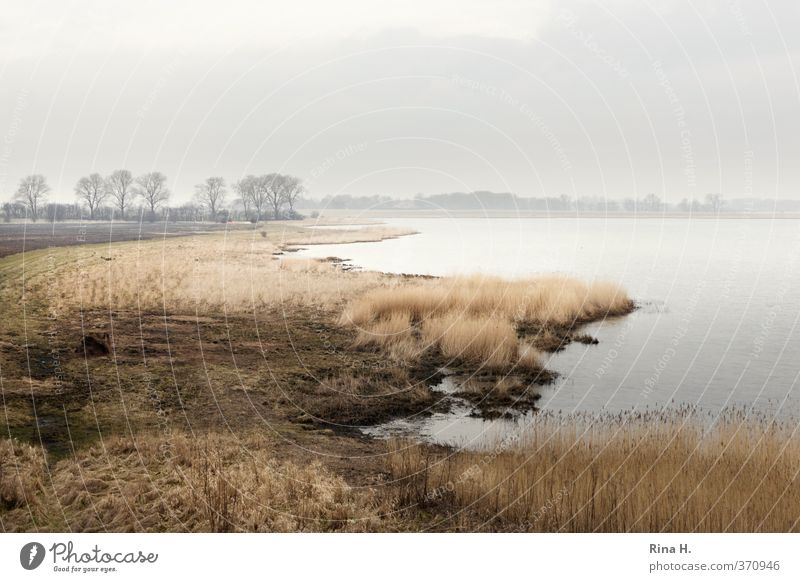 Rügen Umwelt Natur Landschaft Himmel Horizont Frühling Nebel Gras Küste natürlich ruhig Vorpommersche Boddenlandschaft Gewässer Gedeckte Farben Menschenleer