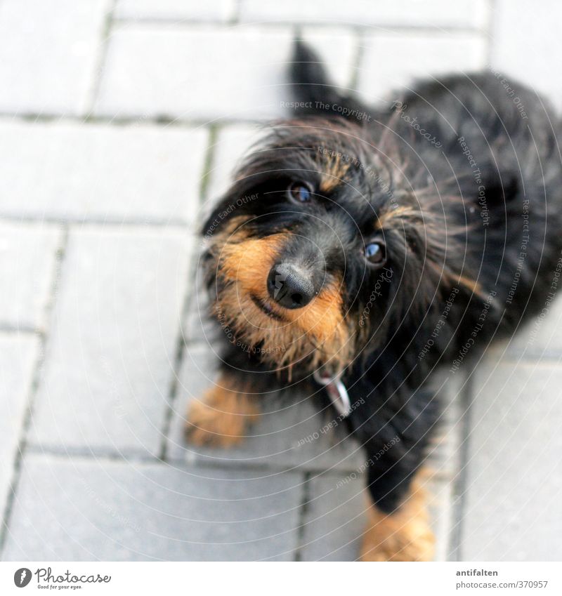 Nachbars Lumpi Sommer Stadtrand Platz Tier Haustier Hund Tiergesicht Fell Pfote Dackel 1 Stein hocken sitzen Spielen Freundlichkeit Fröhlichkeit natürlich braun