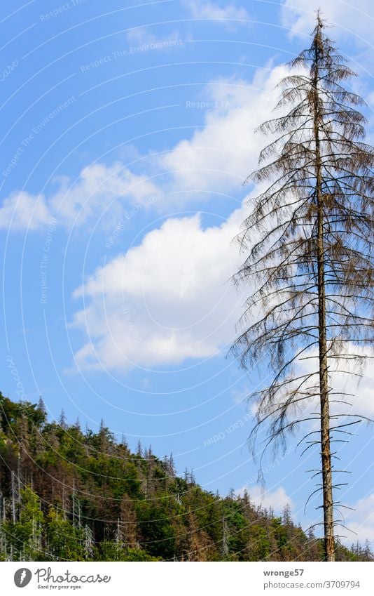 Sterbender deutscher Wald | Abgestorbene Fichte im Ilsetal Waldsterben Harz abgestorbene Fichte Borkenkäfer Borkenkäferbefall Baum Natur Umwelt Außenaufnahme