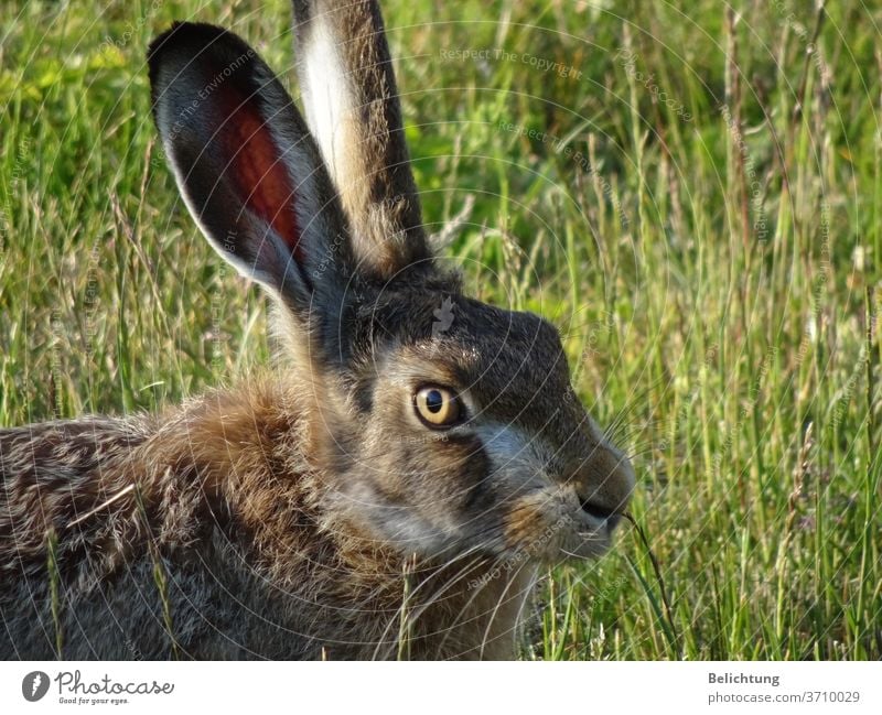 Feldhase Tiere Hase Niederwild Tele