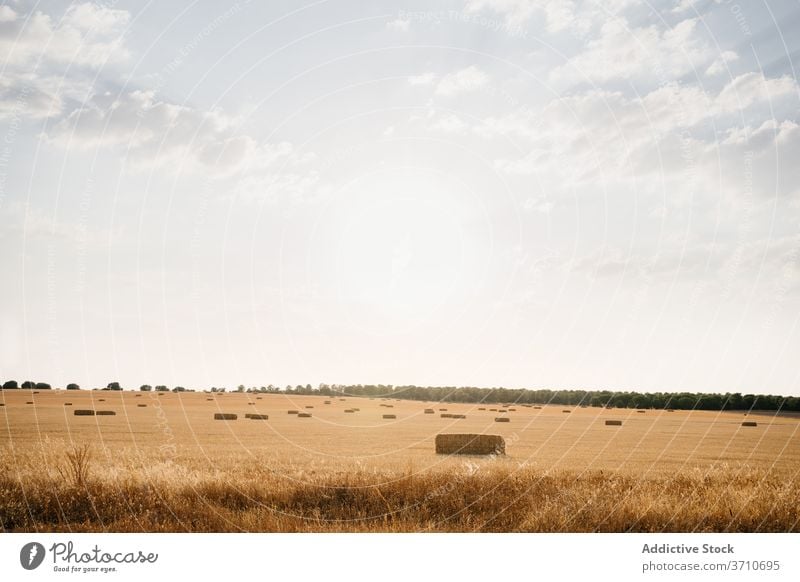 Goldenes Feld mit Hutstapeln im Sonnenlicht Landschaft Heu Stapel rollen golden ländlich Natur Ackerbau Bauernhof Ernte Ackerland Sommer Blauer Himmel Saison