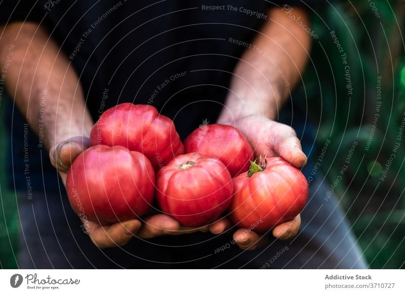 Mann mit frisch geernteten Tomaten im Garten Ernte Gärtner rot reif Gemüse organisch natürlich Landwirt führen zeigen manifestieren wachsen Lebensmittel