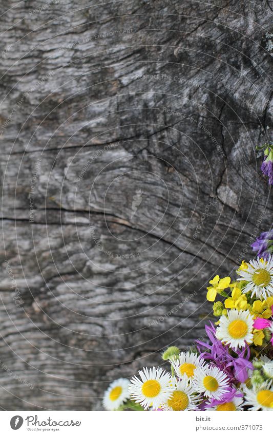 Pflanze | Sommerecke Glück harmonisch Sinnesorgane ruhig Meditation Feste & Feiern Valentinstag Muttertag Hochzeit Geburtstag Natur Frühling Blüte