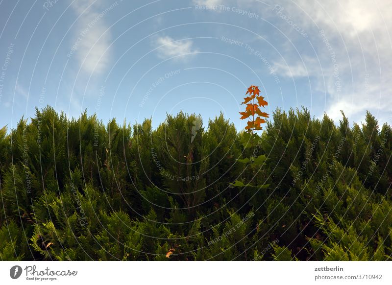 Hecke mit Ausreißer / Thuja plus Ahorn hecke thuja wacholder ast zweig ahorn herbst laub laubfärbung herbstfärbung ausnahme ausreißer elite himmel nachbarschaft