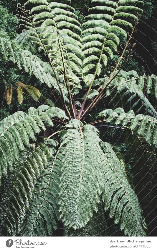 Blätter im Wald I Baum grün Azoren trocken Klimawandel Natur Außenaufnahme Menschenleer Pflanze Tag Landschaft Blatt Schönes Wetter Umwelt symmetrie Schatten