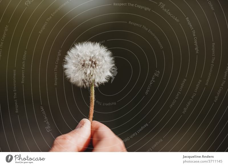 Pusteblume in der Hand Löwenzahn Pflanze Natur Blume Nahaufnahme Samen Detailaufnahme Außenaufnahme Wildpflanze weiß grün Wind fliegen leicht Sommer Luft