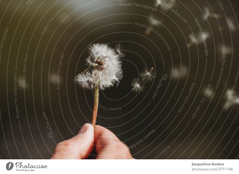 Samen der Pusteblume fliegen durch die Luft Löwenzahn Pflanze Natur Blume Nahaufnahme Detailaufnahme Außenaufnahme Wildpflanze weiß grün Wind leicht Sommer